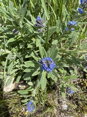 Cynoglottis barrelieri