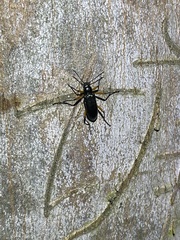 Strongylium erythrocephalum