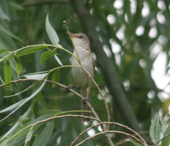 Acrocephalus orientalis