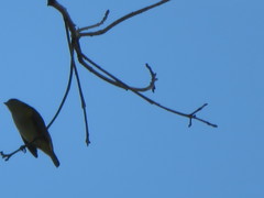Euphonia chlorotica
