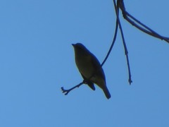 Euphonia chlorotica