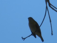 Euphonia chlorotica