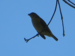 Euphonia chlorotica