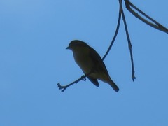 Euphonia chlorotica