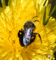 Andrena vicina