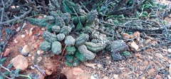 Pectinaria articulata