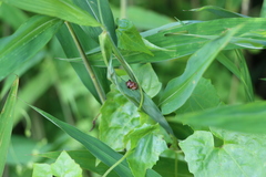 Asiophrida scaphoides