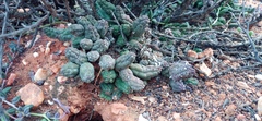 Pectinaria articulata