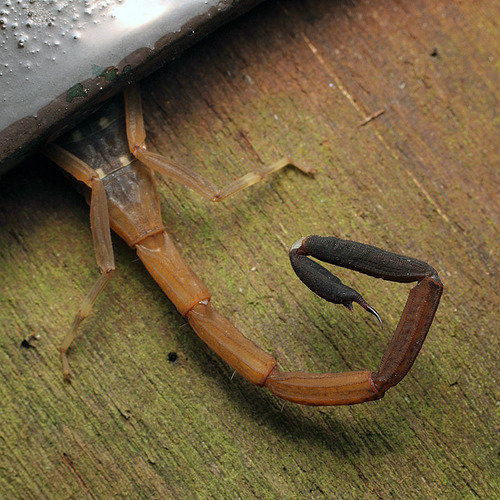 Lesser Brown Scorpion