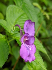 Impatiens puberula