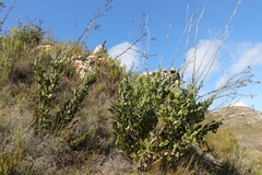 Osteospermum junceum