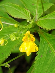 Impatiens racemosa