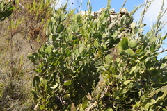 Osteospermum junceum