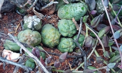 Pectinaria articulata