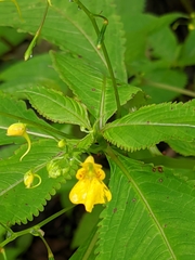 Impatiens racemosa