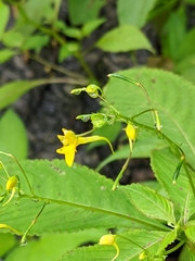 Impatiens racemosa