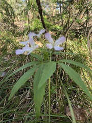 Cardamine altaica