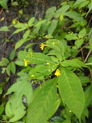 Impatiens racemosa