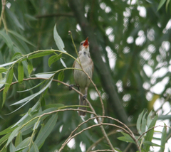 Acrocephalus orientalis