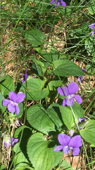 Viola × bavarica