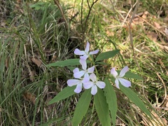 Cardamine altaica
