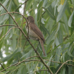 Acrocephalus orientalis