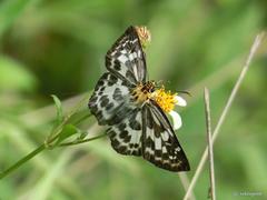 Abraximorpha davidii