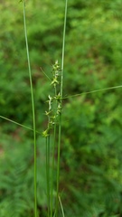 Carex texensis