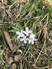 Cardamine altaica