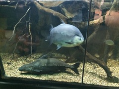 Piaractus brachypomus