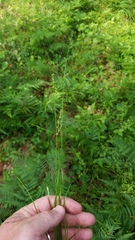 Carex texensis