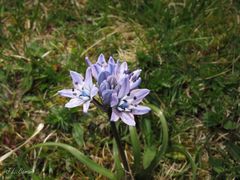 Scilla verna
