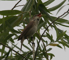 Acrocephalus orientalis
