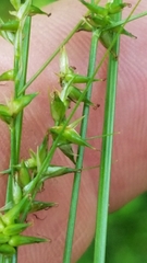 Carex texensis