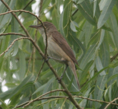 Acrocephalus orientalis