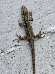 Podarcis muralis