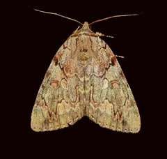 Catocala agrippina