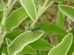 Agapanthia cardui