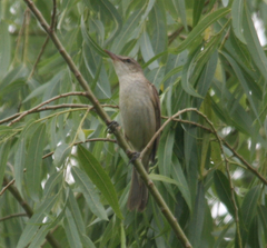 Acrocephalus orientalis