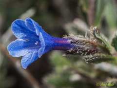 Lithodora hispidula