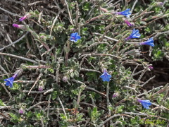 Lithodora hispidula