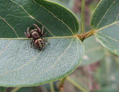 Parnaenus