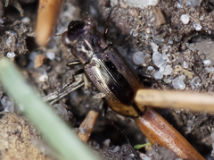 Notiophilus biguttatus