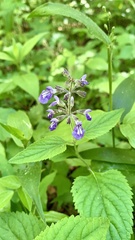 Salvia urticifolia