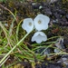 Primula wigramiana - Photo (c) Basu Dev Neupane, some rights reserved (CC BY-NC), uploaded by Basu Dev Neupane