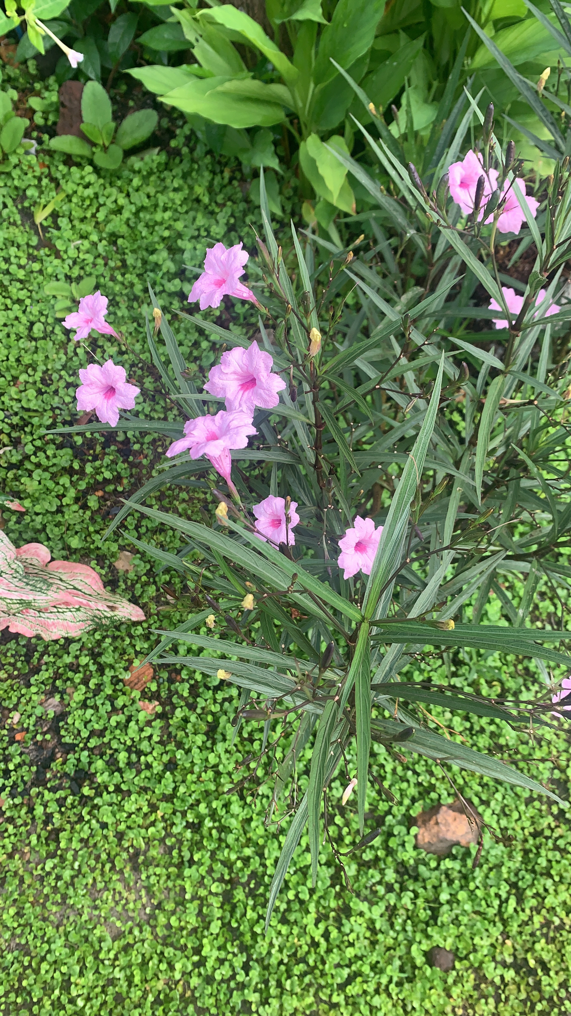 Ruellia simplex