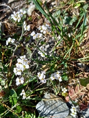 Arabis caucasica