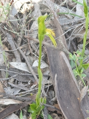 Pterostylis tasmanica