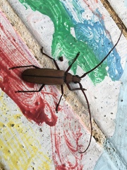 Aegolipton marginale