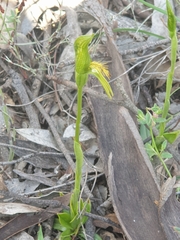 Pterostylis tasmanica